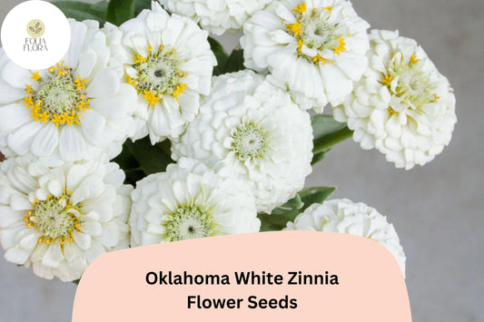 100+ Oklahoma White Zinnia Seeds – Long-Lasting Pure White Blooms, Cut Flower Garden Annuals