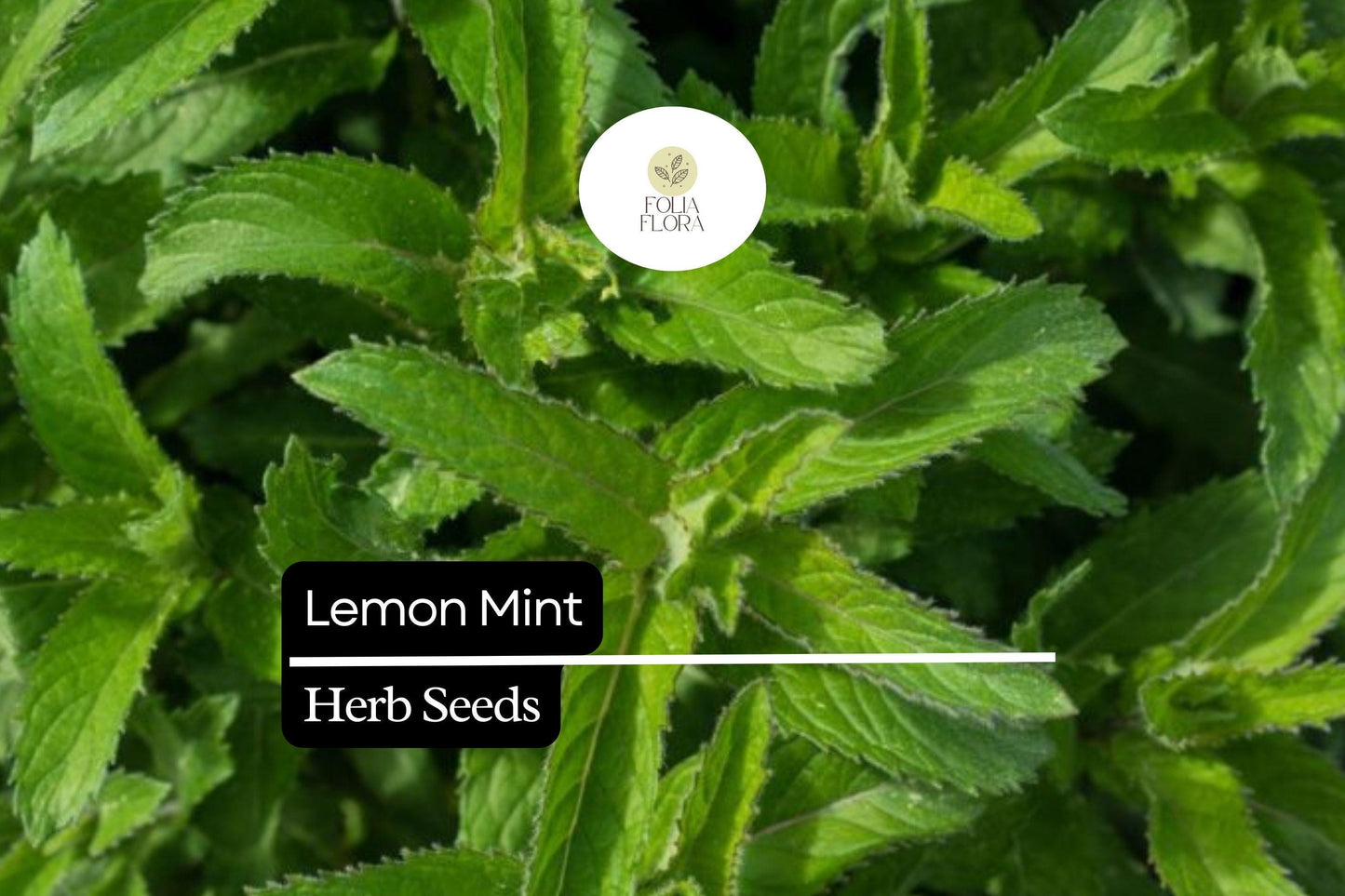 1000 Seeds Lemon Mint, Monarda Citriodora, Fragrant Herb for Teas, Culinary Use, and Pollinator Gardens