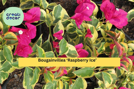 Bougainvillea ‘Raspberry Ice’ Live Plant – Rooted 3” Plug, Variegated Foliage with Pink Bracts, Tropical Flowering Vine for Garden or Patio