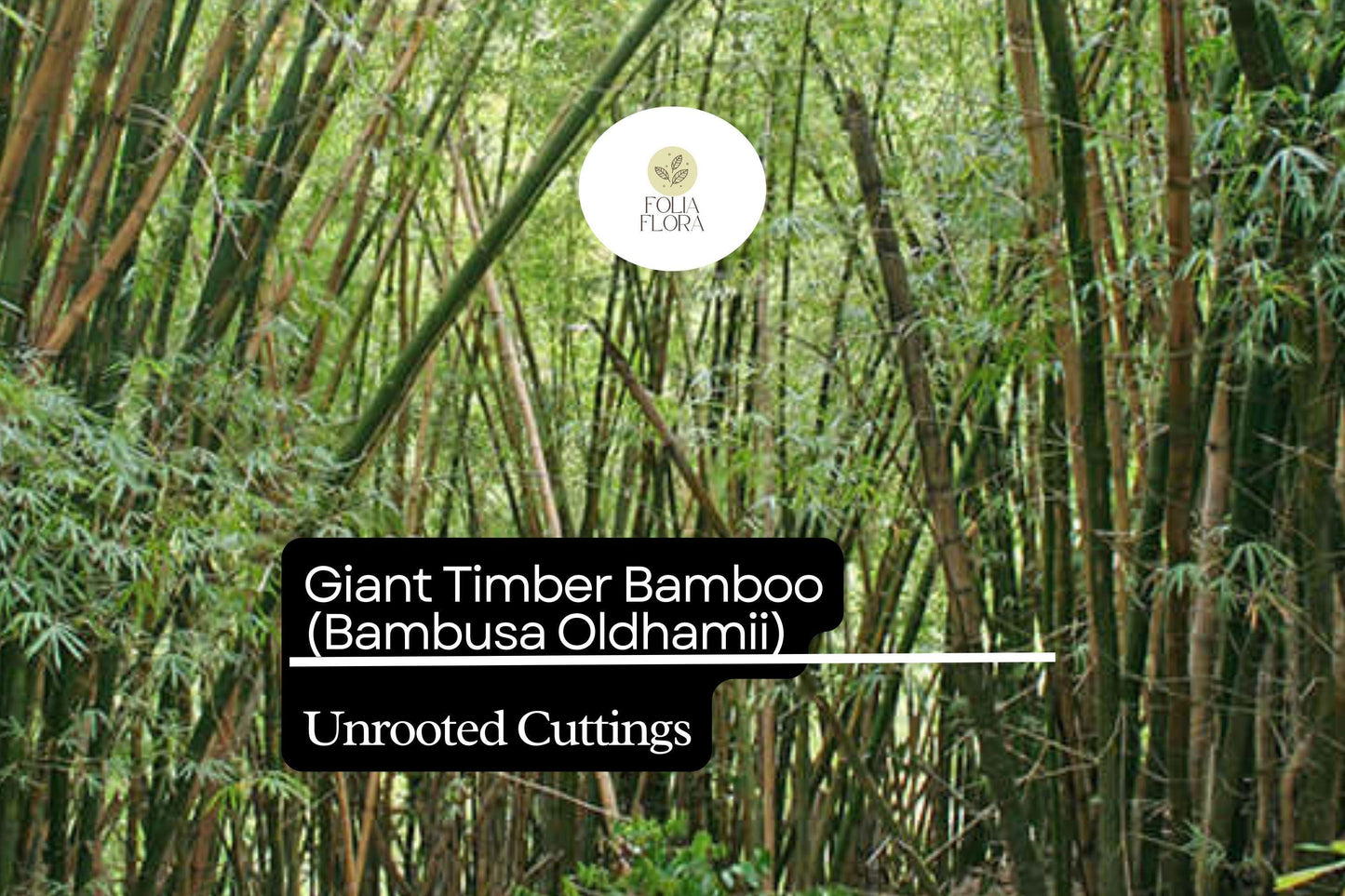 1 Unroot Cuttings Giant Timber Bamboo (Bambusa oldhamii) | Fast-Growing Privacy Screen