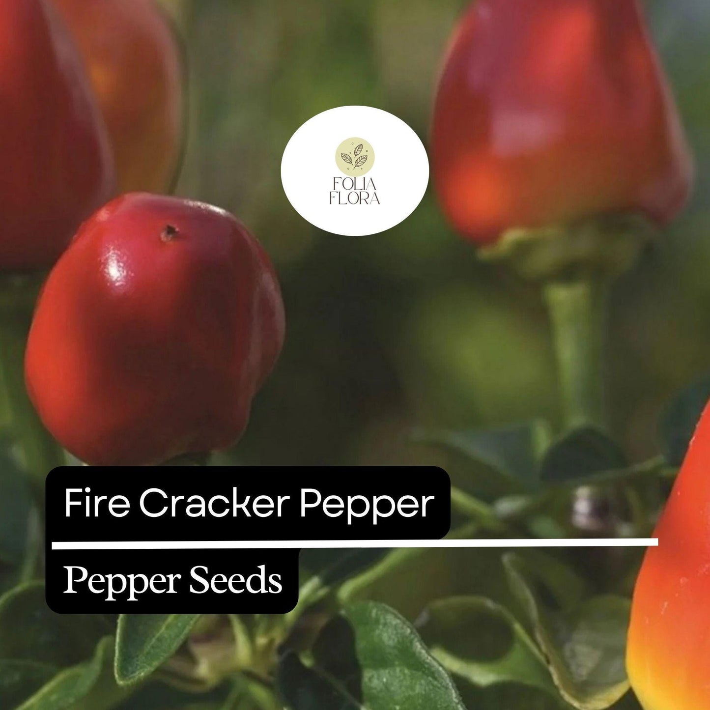 20 Firecracker Pepper Seeds – Extra Spicy, Heirloom, Non-GMO, High Yield, Easy to Grow