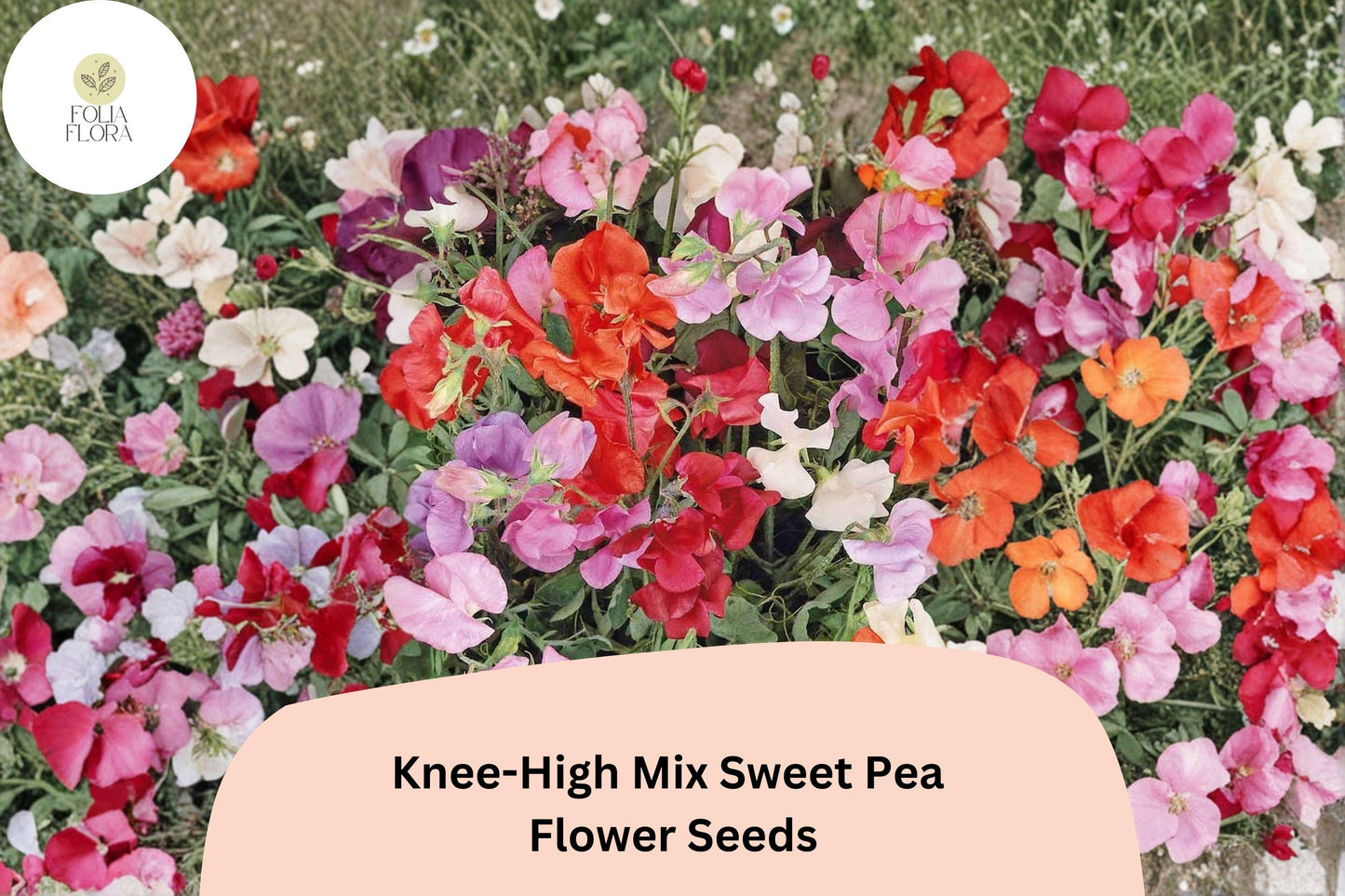 Knee-High Mix Sweet Pea Seeds | Lathyrus odoratus Dwarf Flowers Mixed Colors Planting (50+ Seeds)