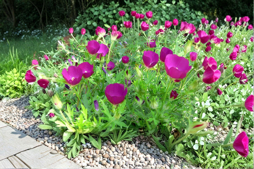 Callirhoe Involucrata Purple Poppy Mallow Seeds – 10 Native Perennial Groundcover Wildflower | Drought-Tolerant | Long-Blooming Perennial