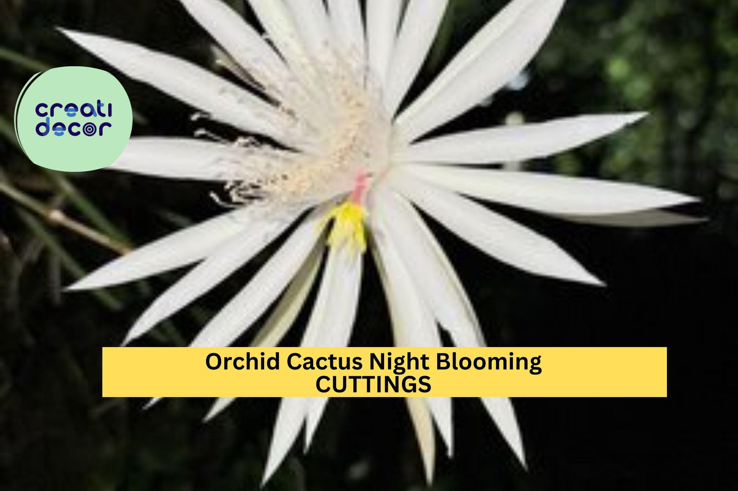 2 Epiphyllum Hookeri Cuttings – Night-Blooming Orchid Cactus | Unrooted Jungle Cactus Stems for Hanging Baskets or Tropical Displays