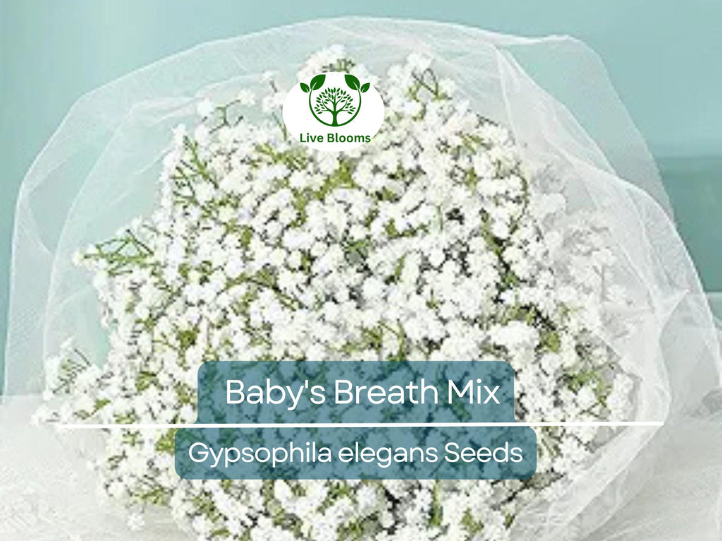1000 Seeds Baby's Breath MIXED COLORS, Non-GMO Heirloom, Hummingbird Pollinators, Delicate White & Pink Blooms, Perfect for Gardens