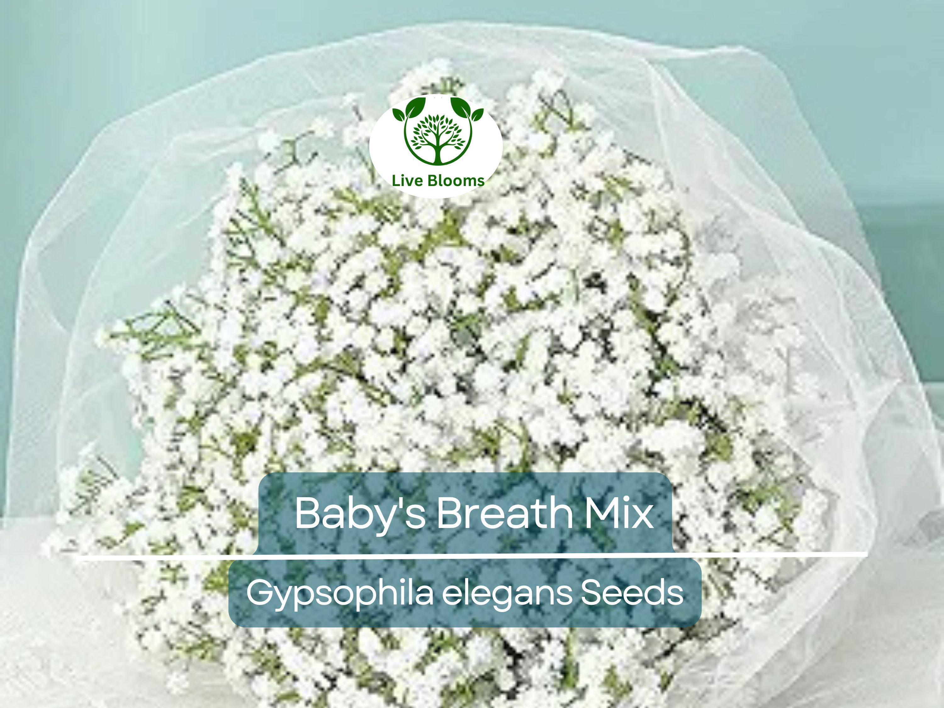 1000 Seeds Baby's Breath MIXED COLORS, Non-GMO Heirloom, Hummingbird Pollinators, Delicate White & Pink Blooms, Perfect for Gardens