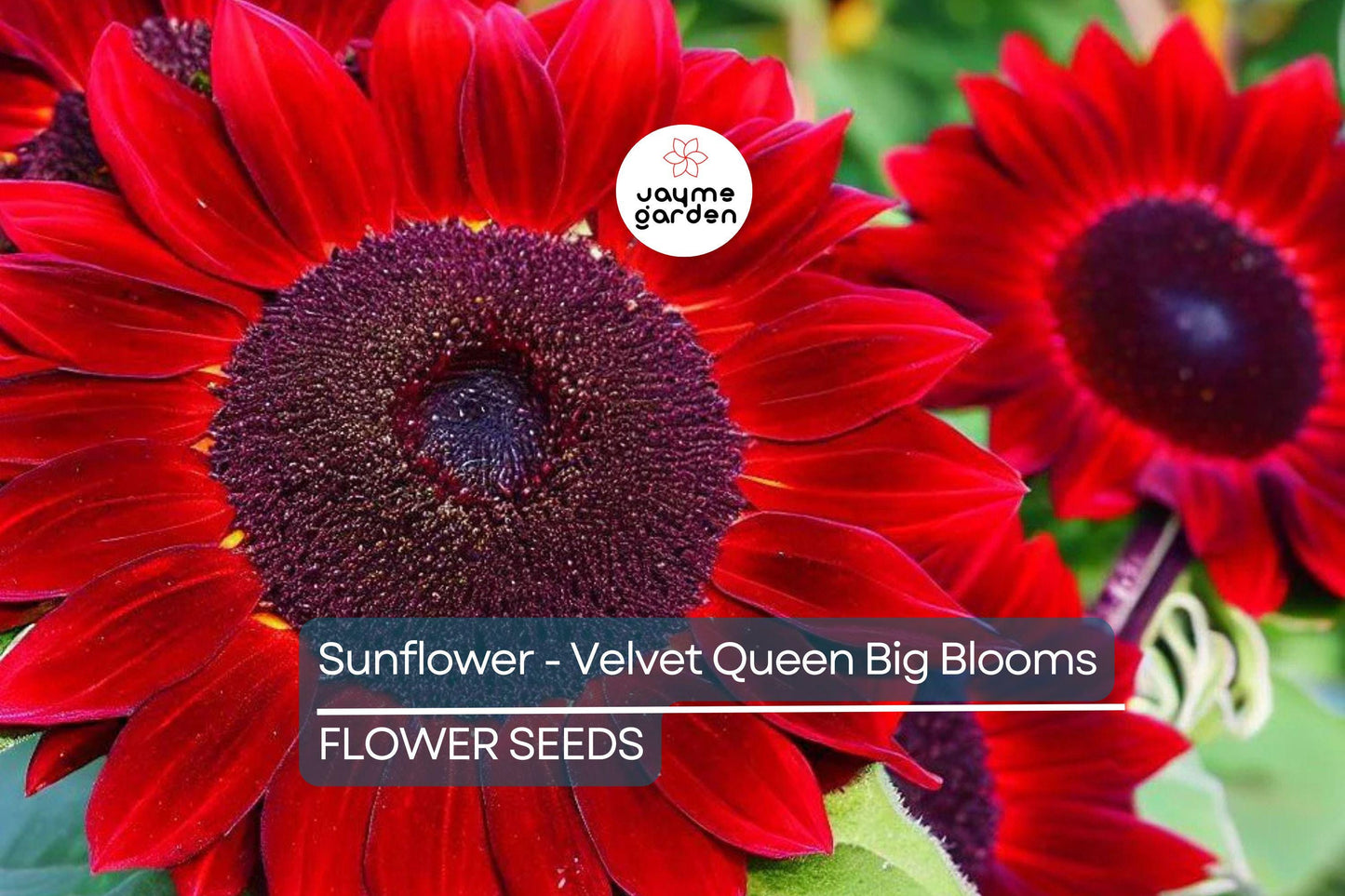 100 Velvet Queen Sunflower Seeds - Heirloom, Big Blooms, Non-GMO, Free Shipping