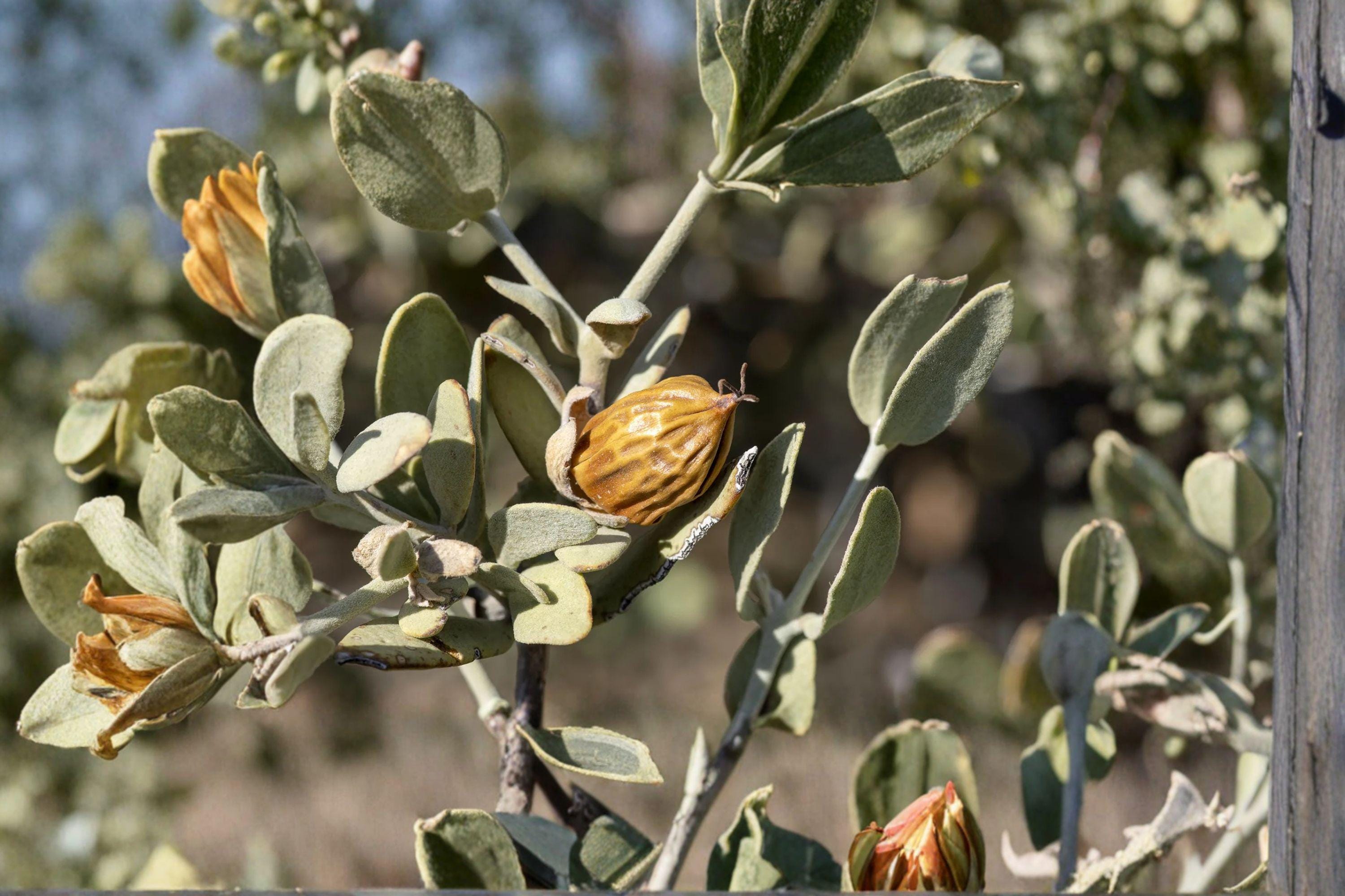 Jojoba – Simmondsia chinensis 5 Seeds | Desert Evergreen Shrub | Drought Tolerant | Jojoba Oil Plant