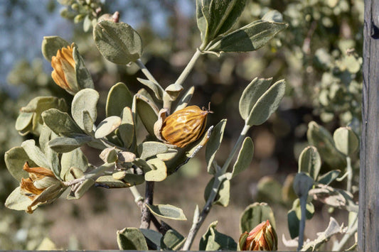 Jojoba – Simmondsia chinensis 5 Seeds | Desert Evergreen Shrub | Drought Tolerant | Jojoba Oil Plant