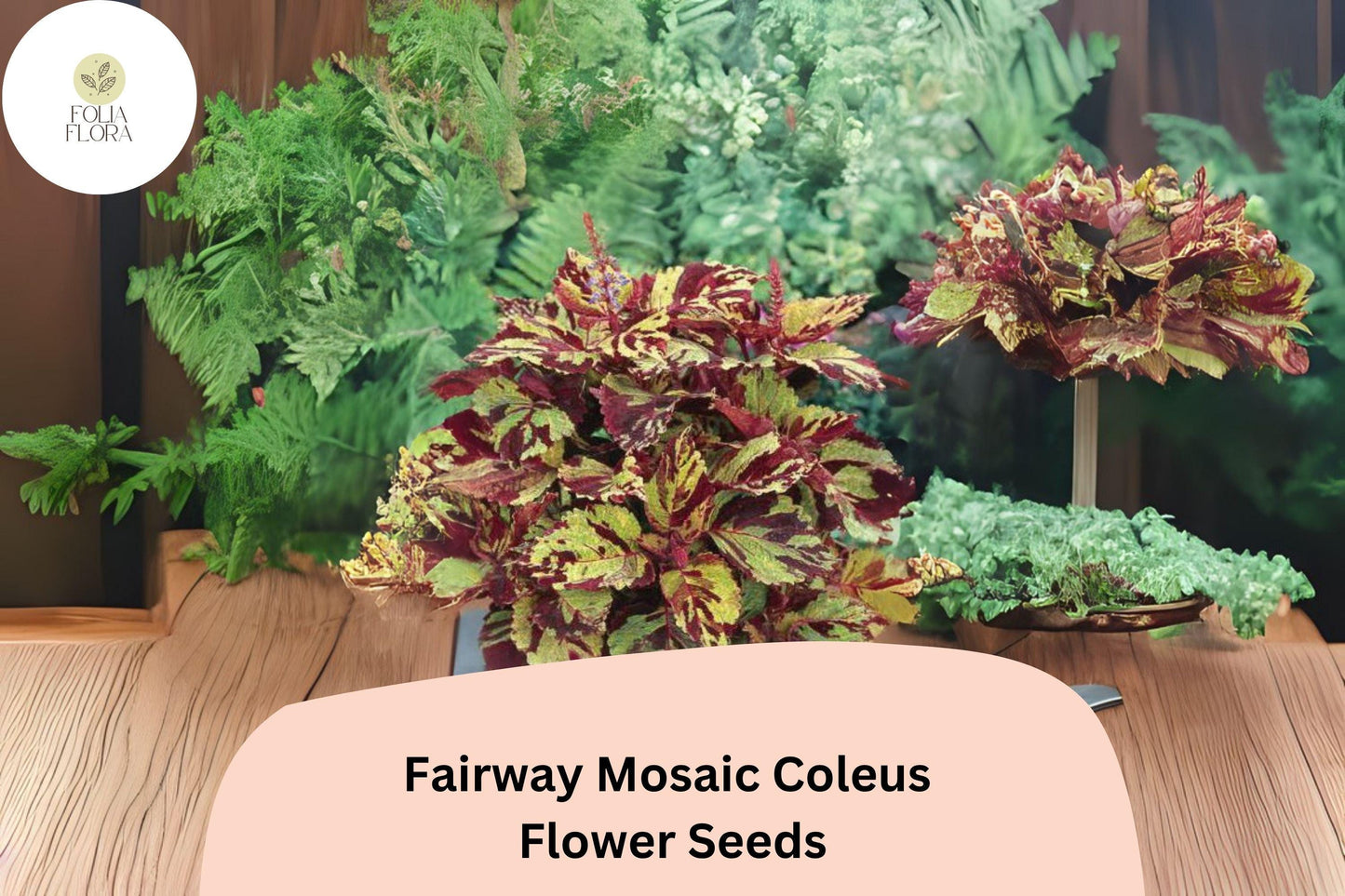 25+ Fairway Mosaic Coleus Seeds for Planting | Colorful Shade Plant | Compact Foliage Annual | Garden Bedding Seeds
