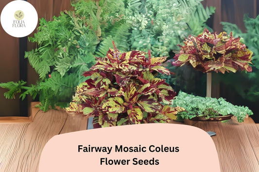 25+ Fairway Mosaic Coleus Seeds for Planting | Colorful Shade Plant | Compact Foliage Annual | Garden Bedding Seeds