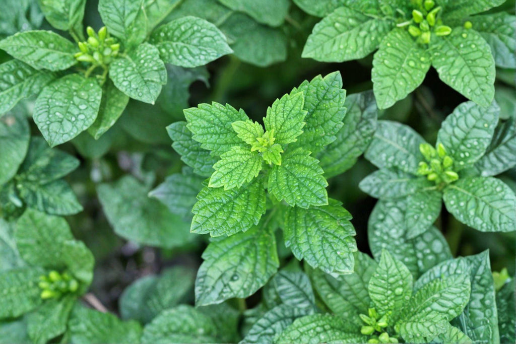 Lemon Balm Seeds – Melissa officinalis | 100 Seeds | Aromatic Medicinal Herb for Tea & Herbal Gardens