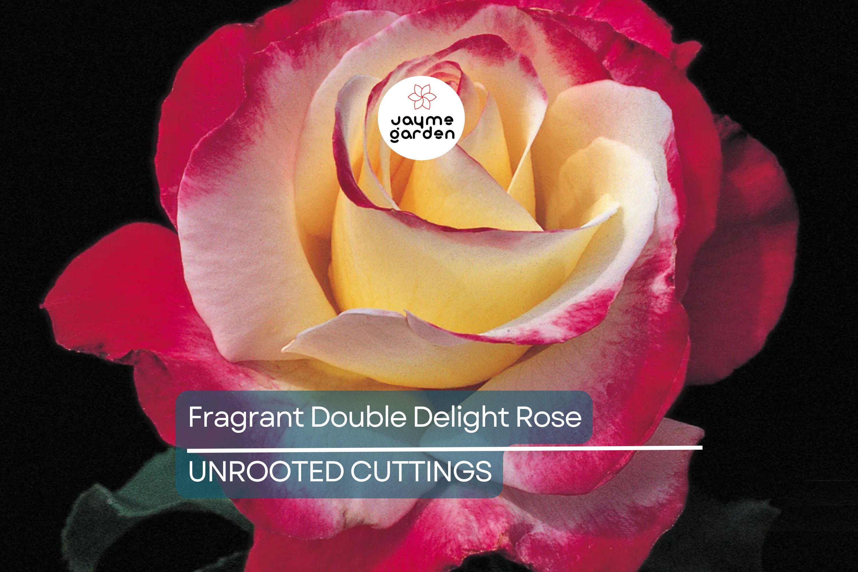 Large Fragrant Double Delight Rose - 5 Stems for Planting, Ornate Blooms, Long Stems, Perfect for USA Garden