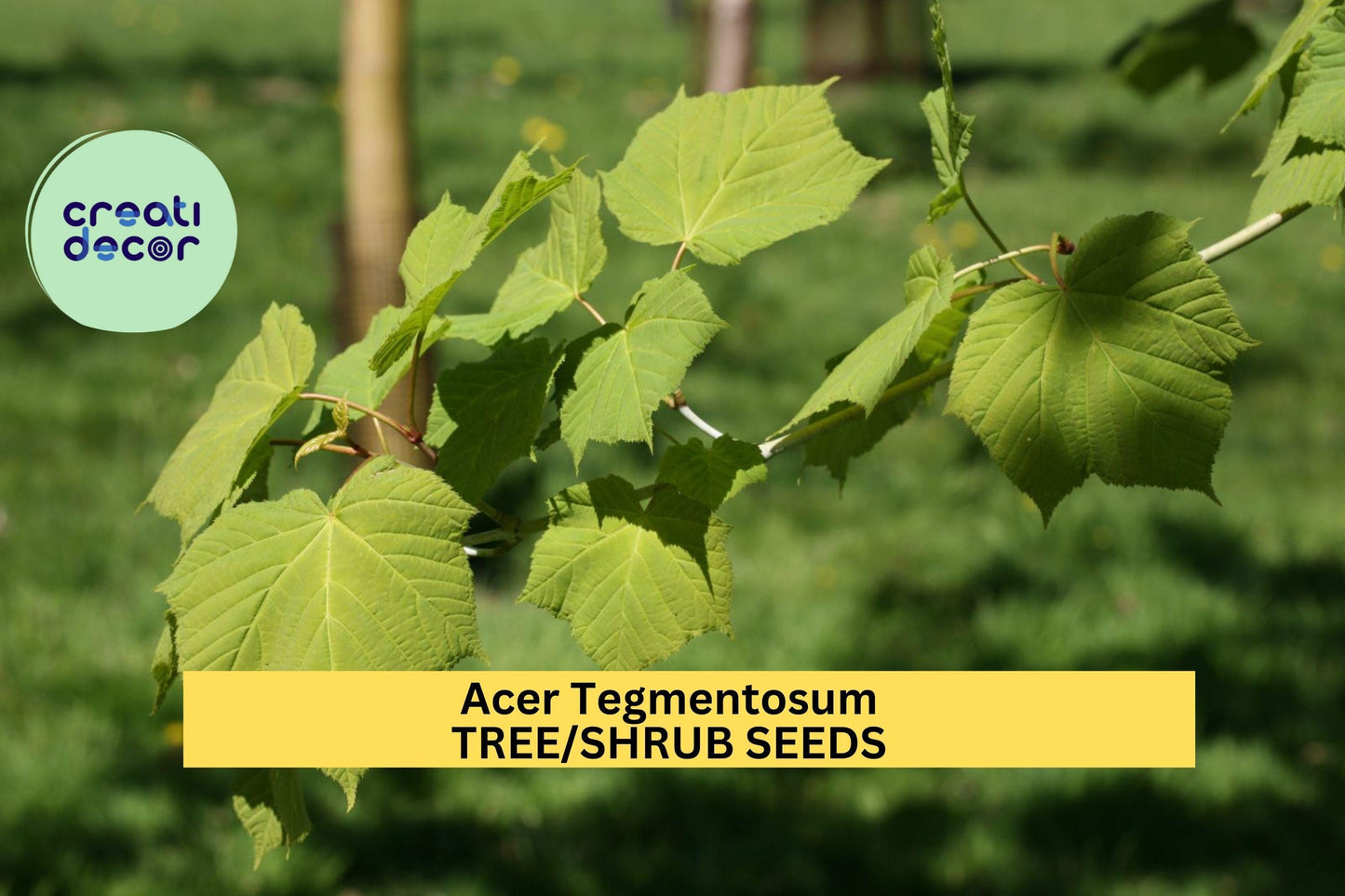 3pcs of 10seeds Acer tegmentosum – Manchurian Maple Seeds for Planting, Striped Bark Tree with Fall Foliage Seeds for Planting