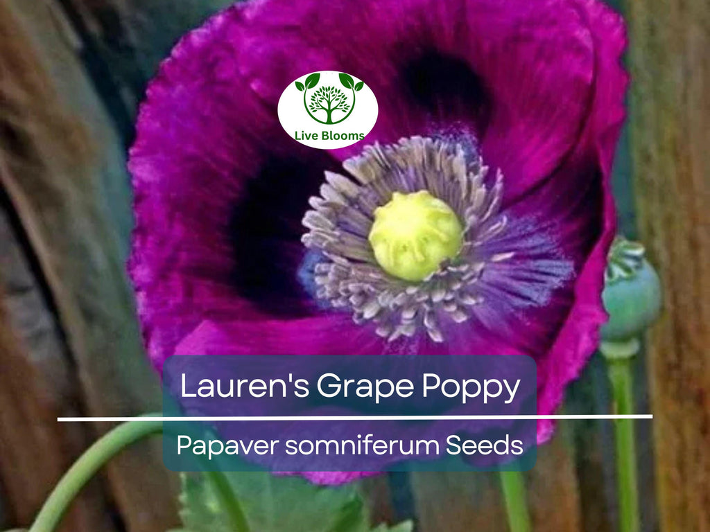 500 Seeds Poppy LAUREN'S GRAPE (Papaver somniferum) Purple Poppies, Attracts Bees & Butterflies, Non-GMO, Gorgeous Garden Flowers
