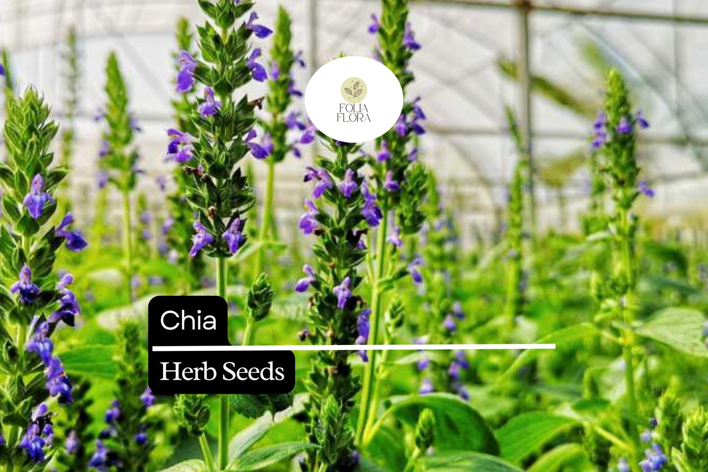 500 Chia Herb Seeds – Salvia hispanica – Heirloom, Fast-Growing, Perfect for Sprouting & Pollinator Gardens