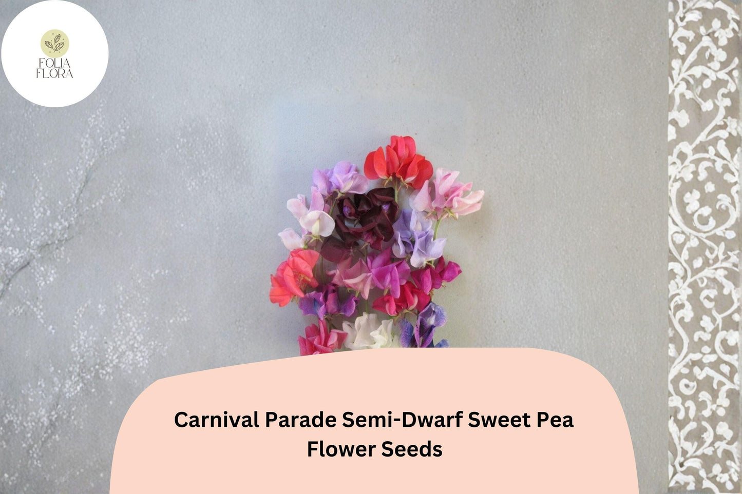 50+ Carnival Parade Semi-Dwarf Sweet Pea Seeds | Multi-Color Compact Flowers for Garden & Trellis
