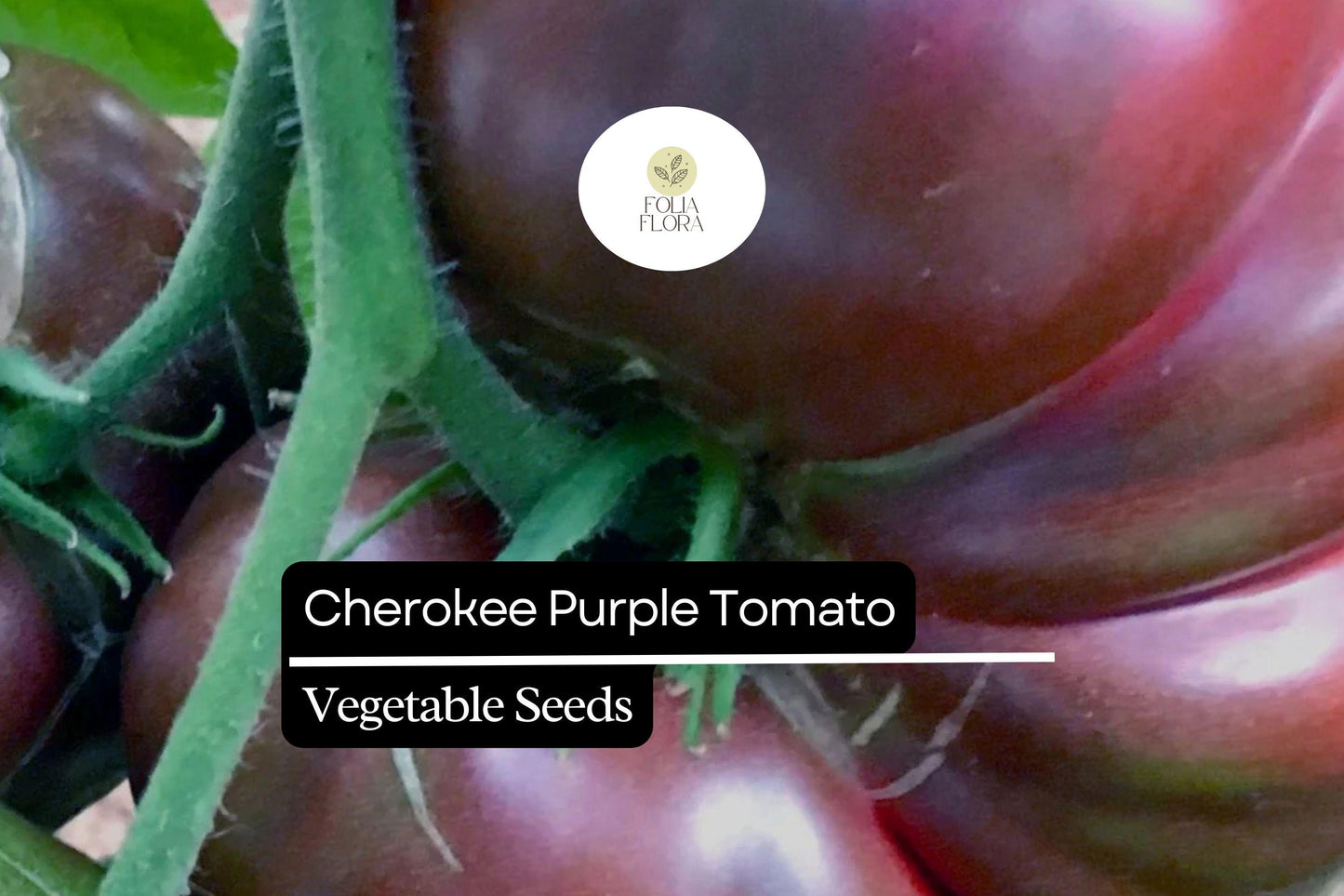 30 Seeds Cherokee Purple Tomato (Solanum lycopersicum) - Heirloom Tomato with Rich Flavor, Perfect for Slicing and Salads