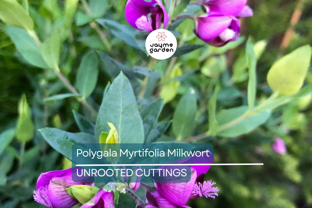 Polygala Myrtifolia Milkwort 6" Live Cuttings – 7 Sweet Pea Bush Plants, Evergreen Blooms, Fast Growing, Perennial Shrub