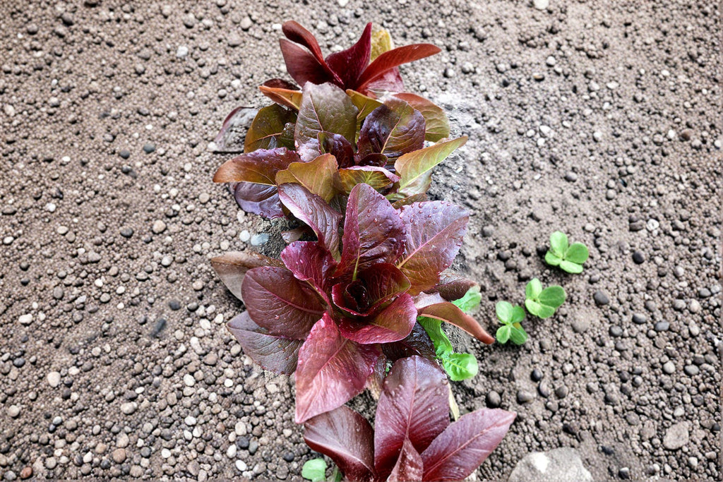 Rouge De Hiver – Red Romaine Lettuce 700 Seeds | French Heirloom | Cold-Hardy Lettuce | Sweet, Nutty Flavor