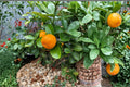 Fukushu Kumquat 1 Plant 8-12" (Citrus japonica Fukushu) Live Kumquat Tree