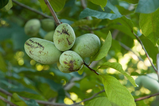 5 Paw Paw Tree Seeds (Asimina Triloba) | Fresh Stratified Indiana Banana Seeds | Ready to Plant | Unique Fruit & Purple Blossoms