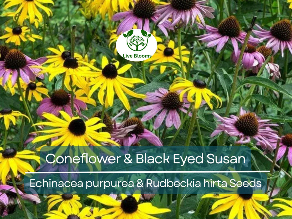 250 Seeds Echinacea purpurea & Rudbeckia hirta Mix – Coneflower and Black Eyed Susan – Native Wildflowers – Non-GMO Heirloom Pollinators