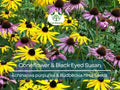 250 Seeds Echinacea purpurea & Rudbeckia hirta Mix – Coneflower and Black Eyed Susan – Native Wildflowers – Non-GMO Heirloom Pollinators