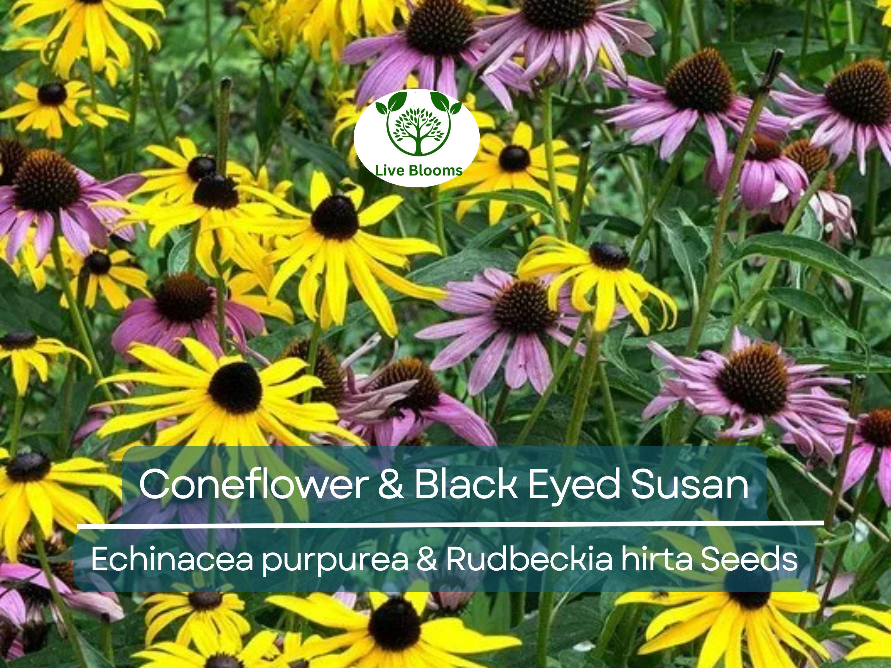 250 Seeds Echinacea purpurea & Rudbeckia hirta Mix – Coneflower and Black Eyed Susan – Native Wildflowers – Non-GMO Heirloom Pollinators