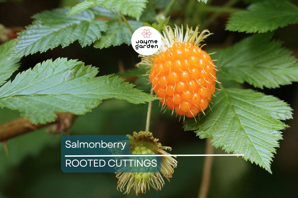 5 Salmonberry Root Cuttings (Rubus spectabilis) | Live Rhizomes for Fast Growth | Organic, Perennial Berry Bush