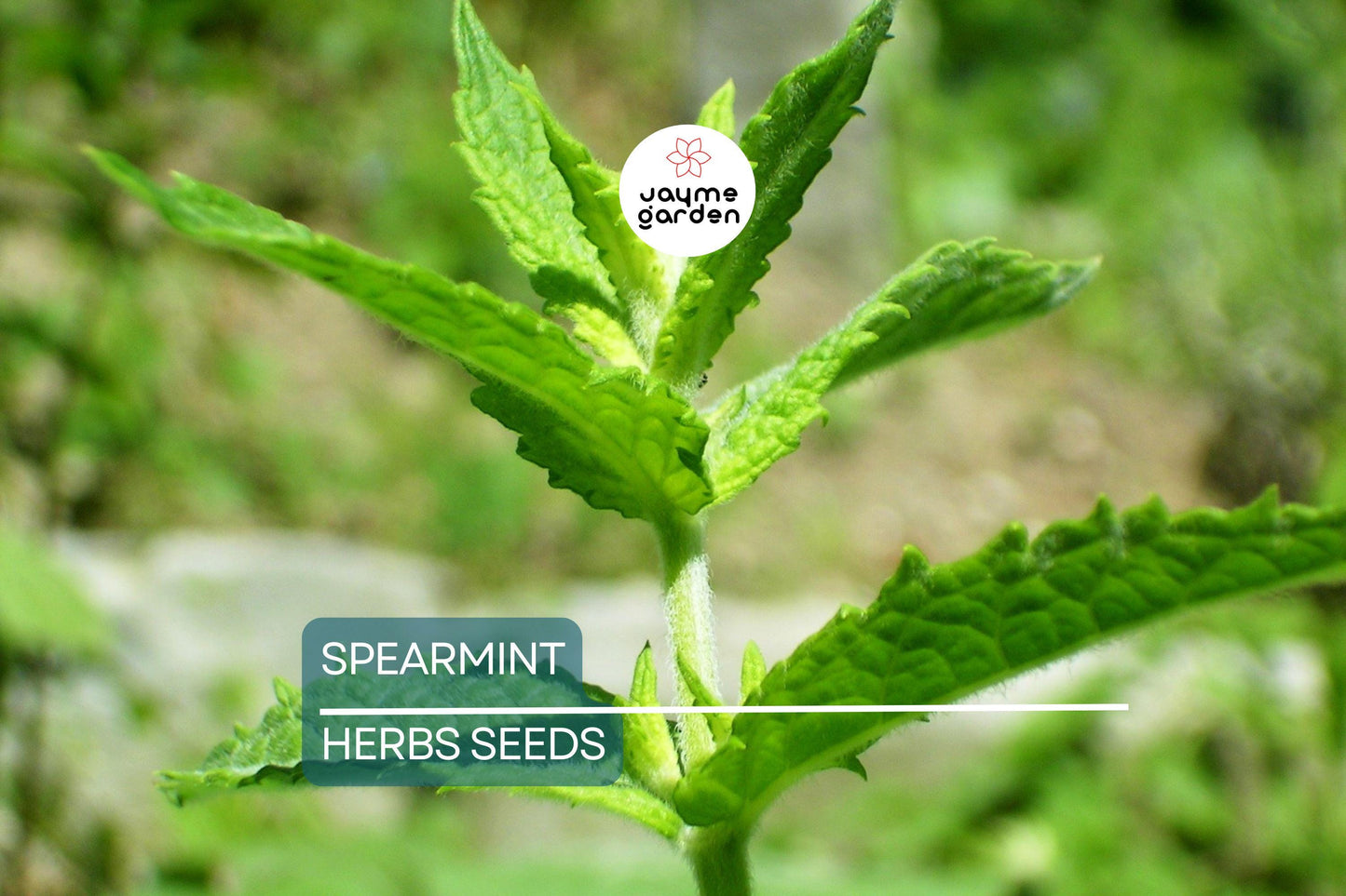 2500 Spearmint Seeds | Mentha spicata | Non-GMO Herb for Tea, Culinary & Medicinal Use