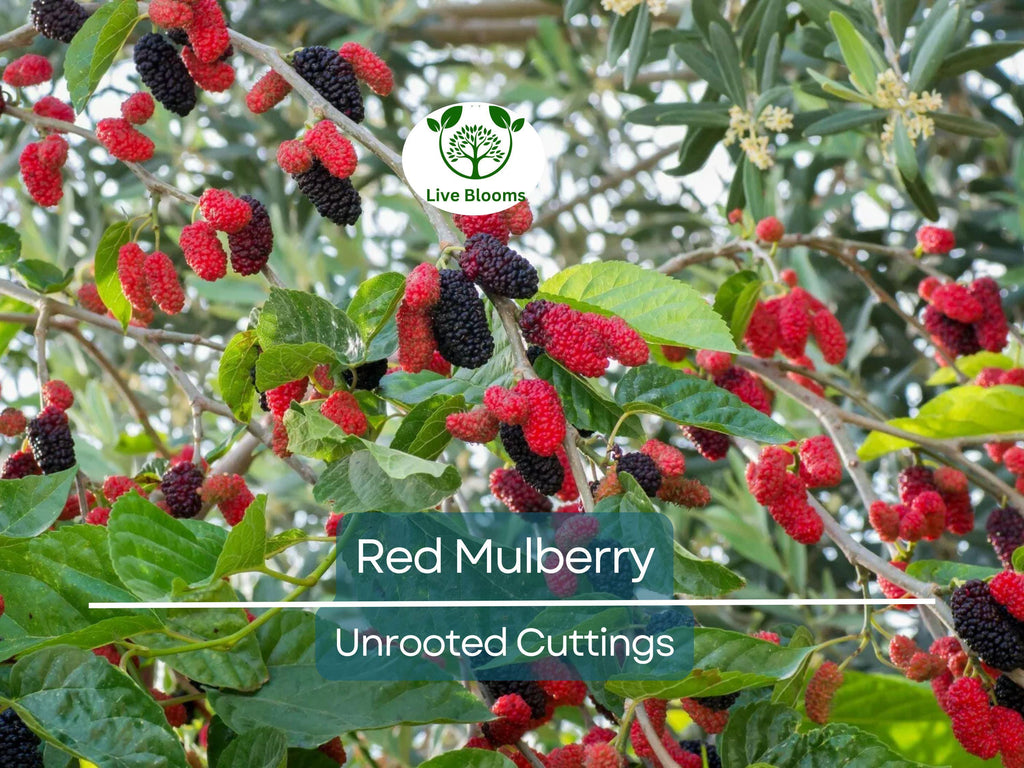 12 Red Mulberry Tree Unrooted Cuttings 6-8" | Morus rubra, Fruit Tree for Garden, Fast-Growing Mulberry