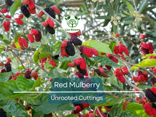 12 Red Mulberry Tree Unrooted Cuttings 6-8" | Morus rubra, Fruit Tree for Garden, Fast-Growing Mulberry