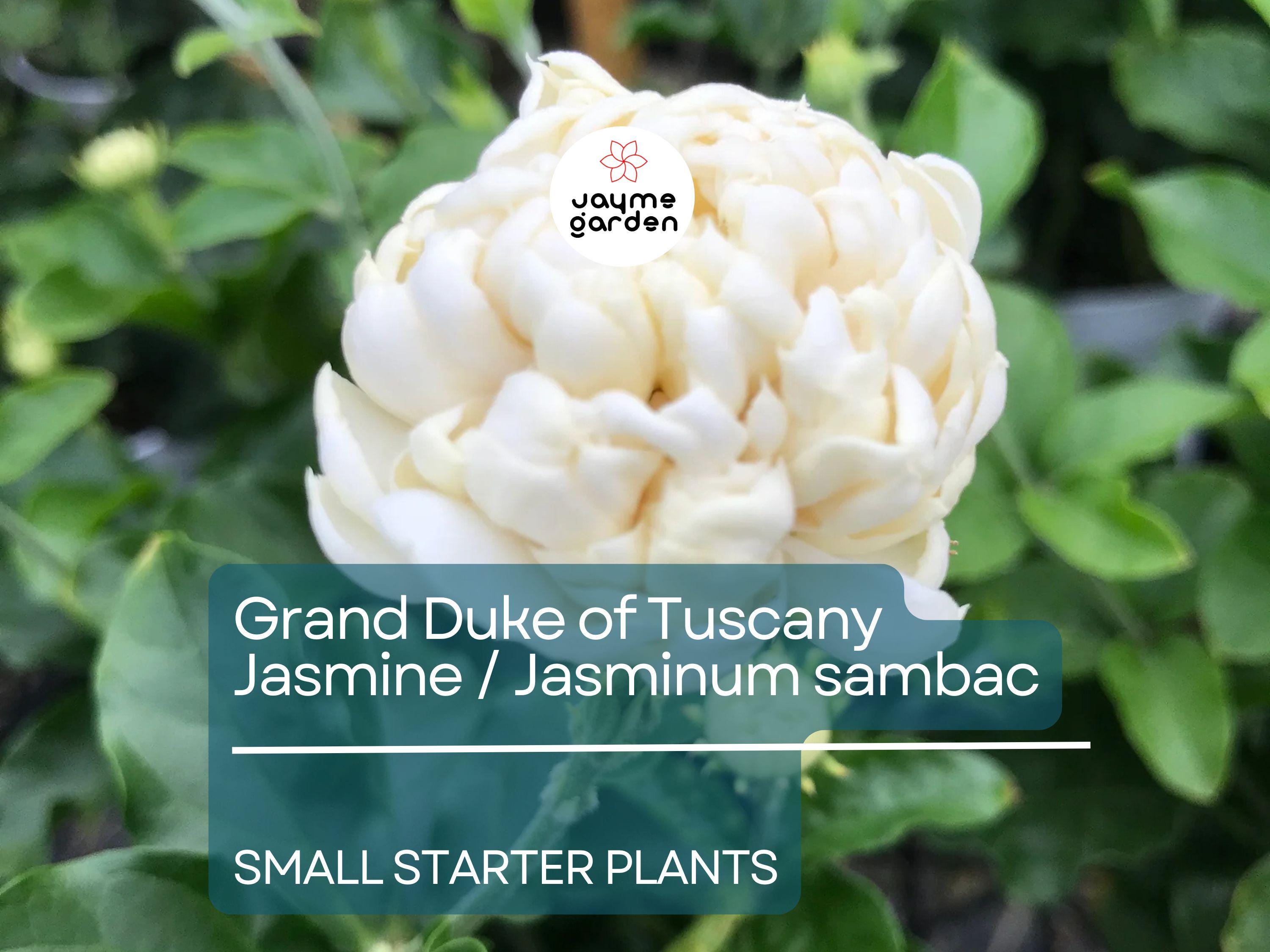 1 Starter Plant of Grand Duke of Tuscany Jasmine  - Live Bare Root, 2-5 Inches Tall - Super Fragrant Flowers for Indoor or Outdoor Gardens