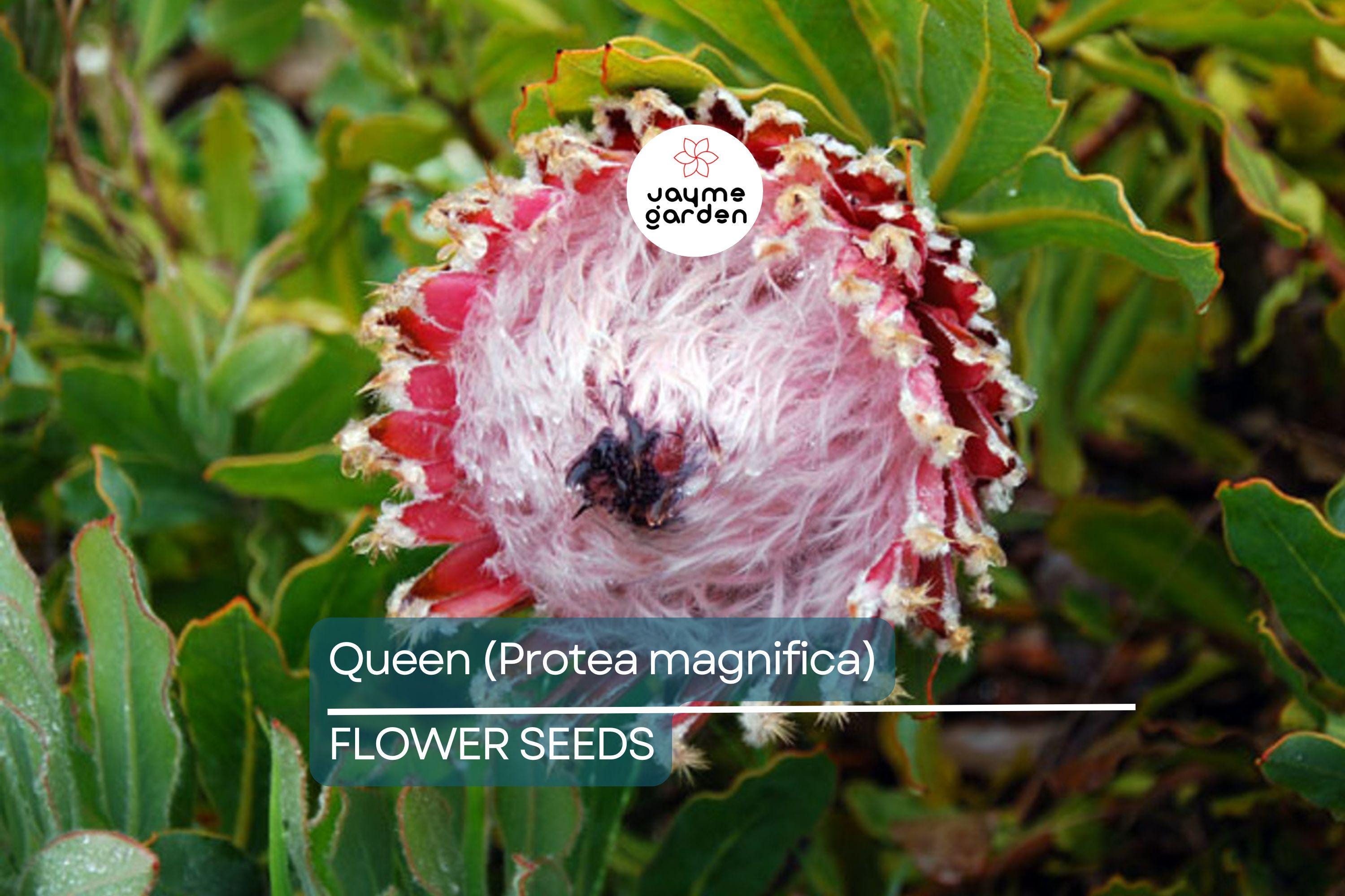 10 Queen Protea Seeds (Protea magnifica) – Rare South African "Woolly Beard" Flower, Exotic Blooms, USDA Zones 9-12, Acidic Soil Plant