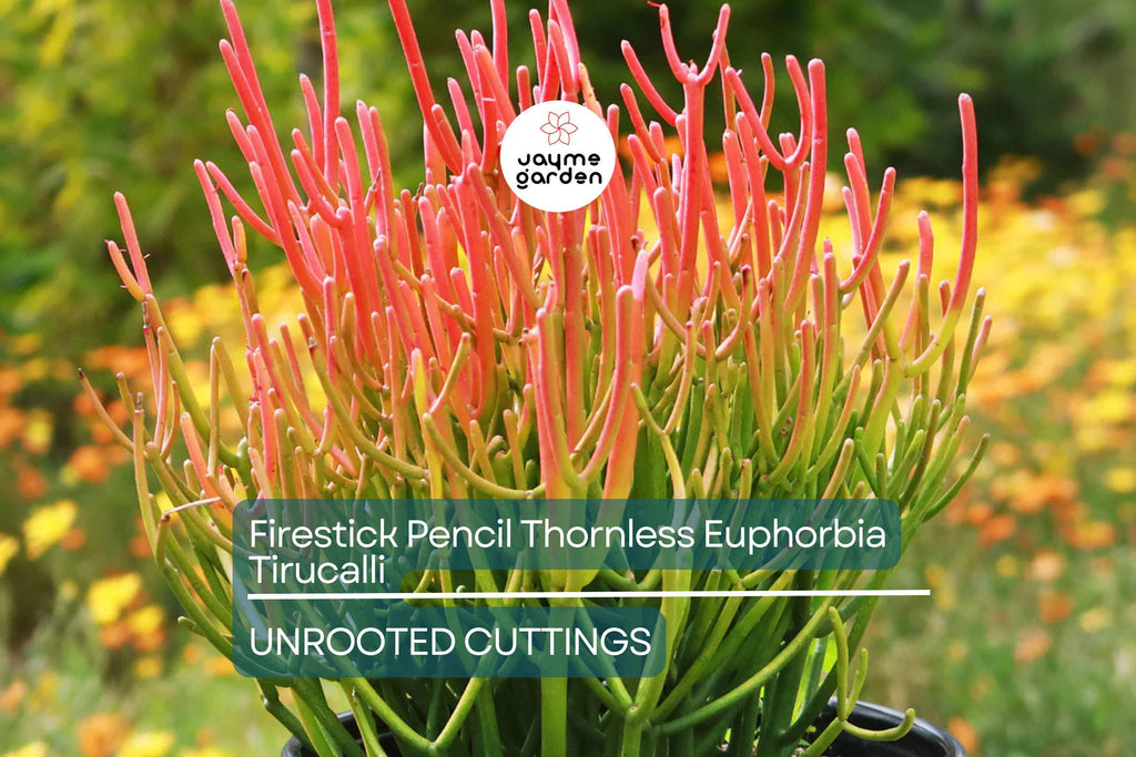 15 Firestick Pencil Cactus Cuttings (8-12") | Thornless Euphorbia Tirucalli Succulent | Easy to Grow