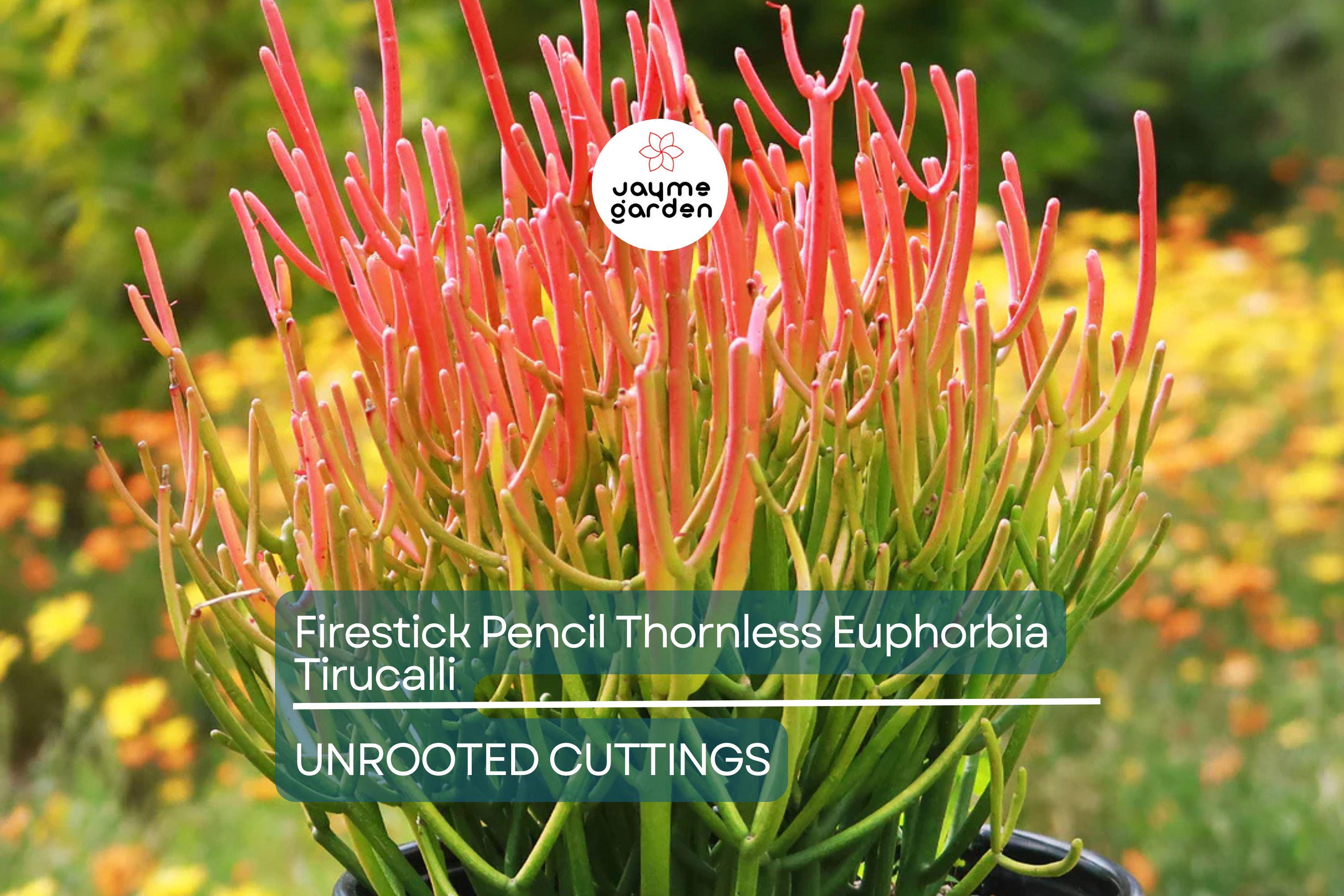 15 Firestick Pencil Cactus Cuttings (8-12") | Thornless Euphorbia Tirucalli Succulent | Easy to Grow