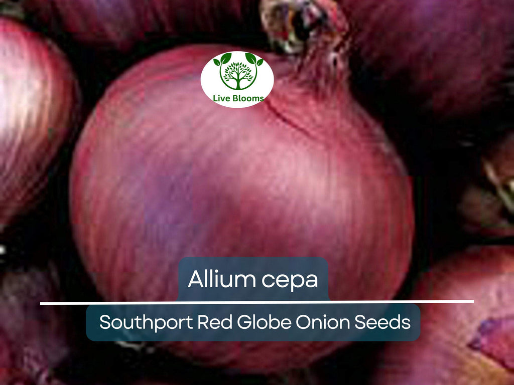 250 mg Seeds Onion Southport Red Globe – Allium cepa | Heirloom Red Onion Seeds for Planting, Gardening & Flavorful Culinary Use