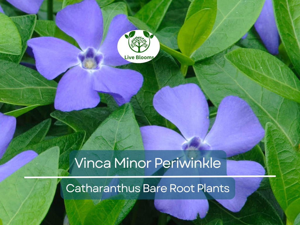 10 Vinca Minor Periwinkle Plants - Bareroot Evergreen Ground Cover - Hardy Trailing Perennial - Catharanthus minor / Creeping Myrtle