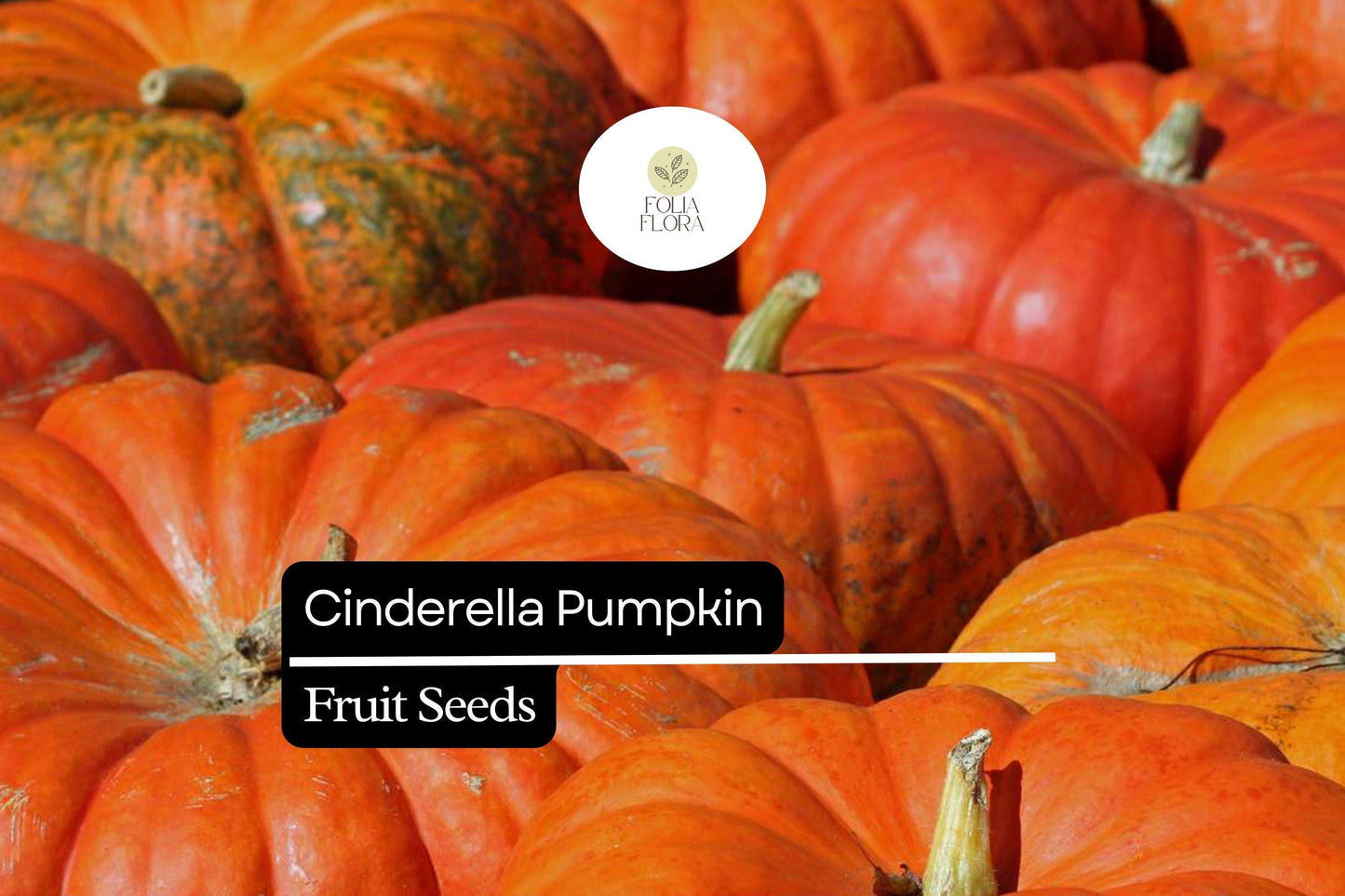 10 Seeds Cinderella Pumpkin (Cucurbita maxima) – Heirloom Rouge Vif d'Etampes Variety