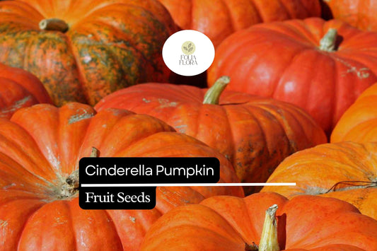 10 Seeds Cinderella Pumpkin (Cucurbita maxima) – Heirloom Rouge Vif d'Etampes Variety
