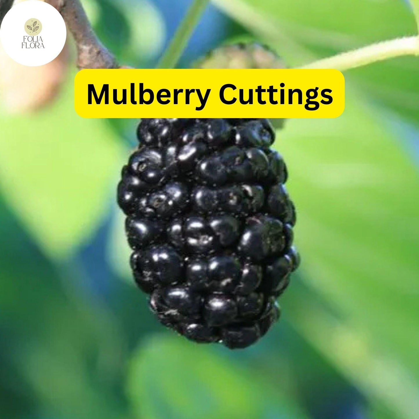 10 Cuttings of Mulberry, Early Fruiting, Easy-to-Root and Grow, Morus alba