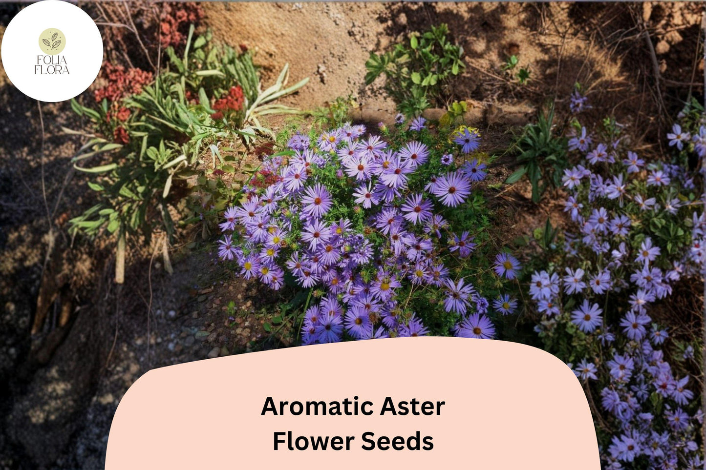 100 Symphyotrichum oblongifolium Seeds | Aromatic Aster | Purple Native Perennial Wildflower for Pollinator Garden