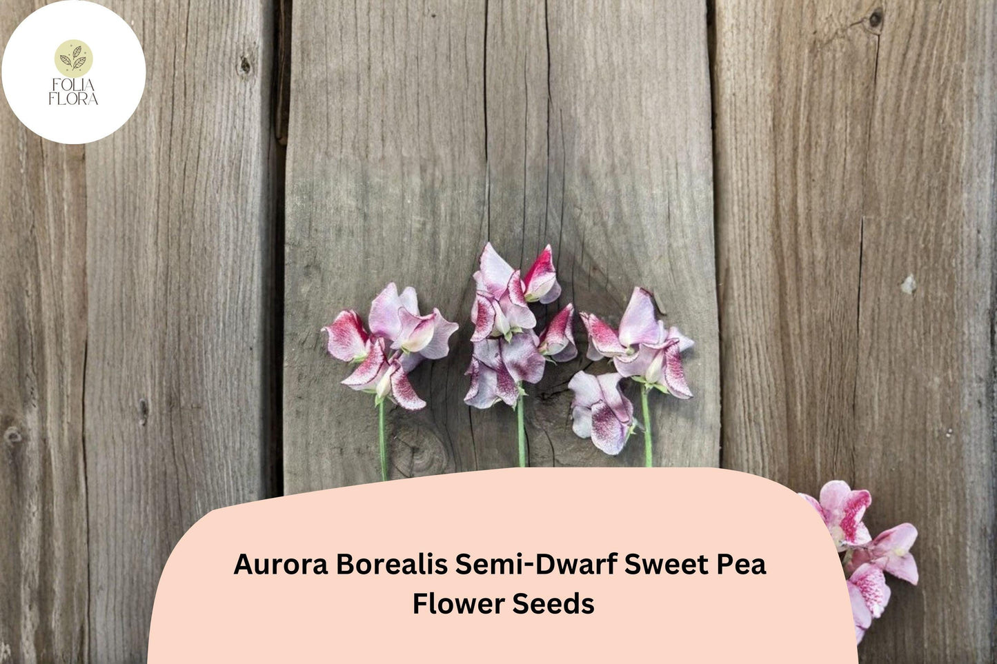 50+ Aurora Borealis Semi-Dwarf Sweet Pea Seeds | Vibrant Multi-Color Flowers for Garden & Trellis