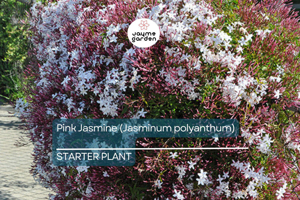Pink Jasmine Starter Plant | Jasminum polyanthum | Fragrant Live Plant in 2" Pot | Fast Growing | Pet Safe & Air Purifying