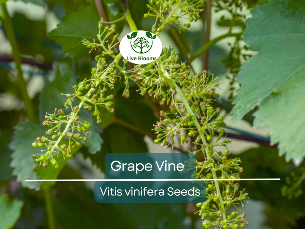 30 Grape Vine Seeds (Vitis vinifera) | Wine Grape Seeds for Planting | Grow Your Own Grapes, Perfect for Vineyards & Home Gardens