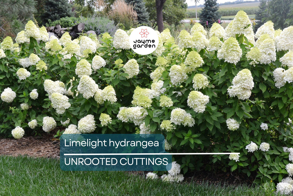 8 Unroot Cuttings Hydrangea Limelight Super Rare Paniculata | Fresh For Rooting or Grafting, Clone Your Flower Perennial Trees