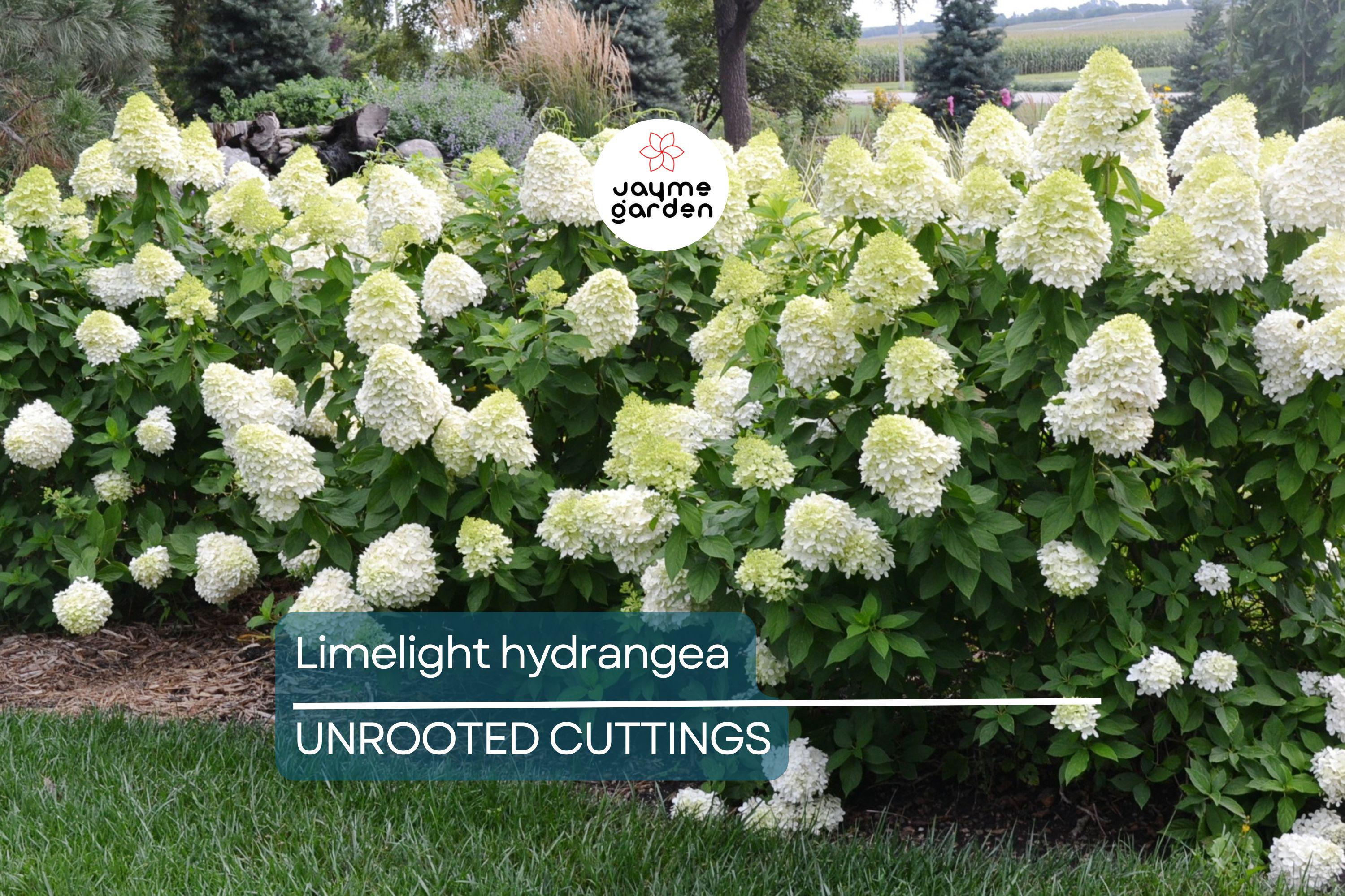 8 Unroot Cuttings Hydrangea Limelight Super Rare Paniculata | Fresh For Rooting or Grafting, Clone Your Flower Perennial Trees