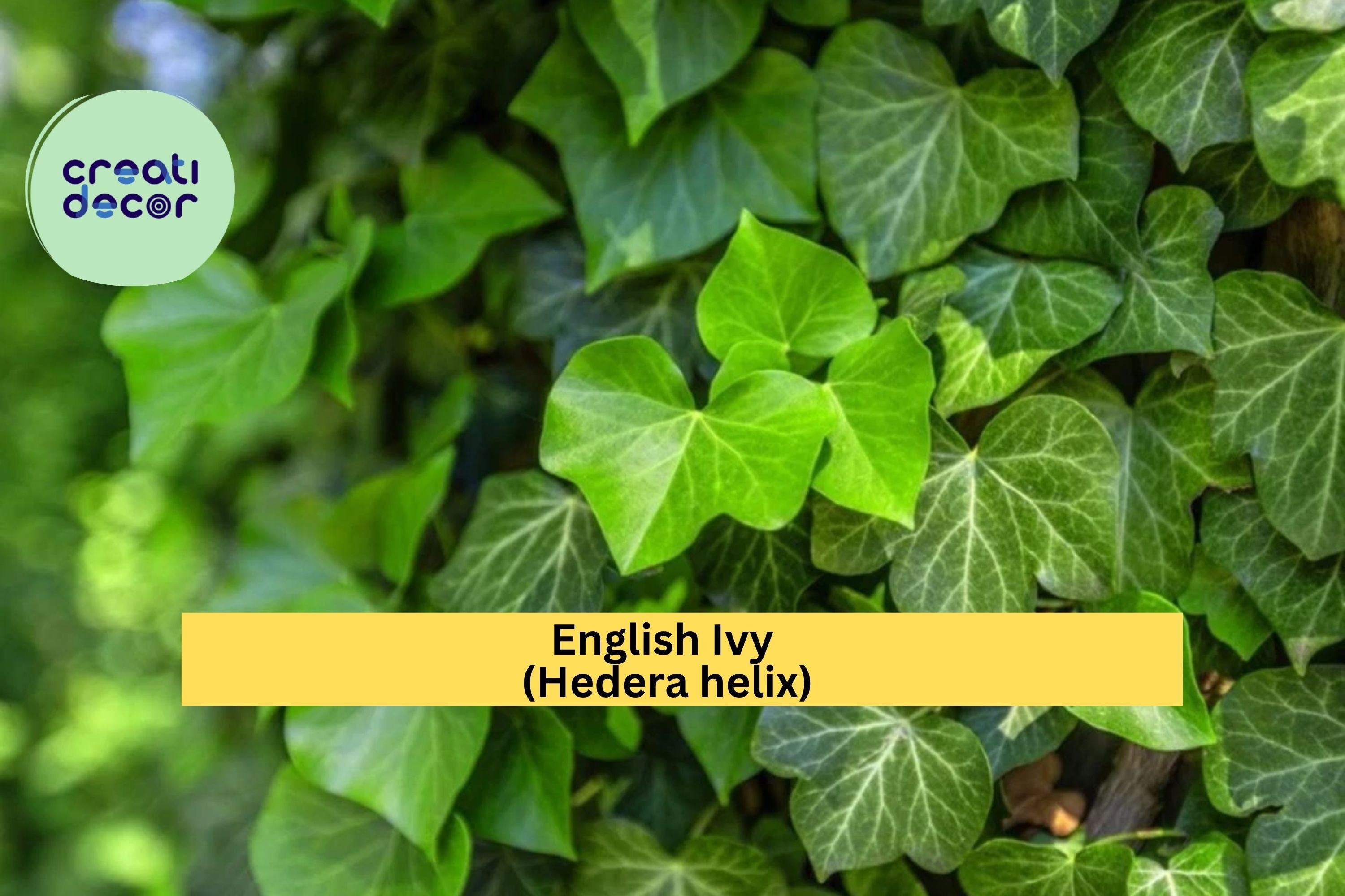 English Ivy Live Cuttings – 6-Pack Hedera helix, Some with Roots, Organic Vine Plants for Hanging Pots or Ground Cover, Hardy Zones 5–10