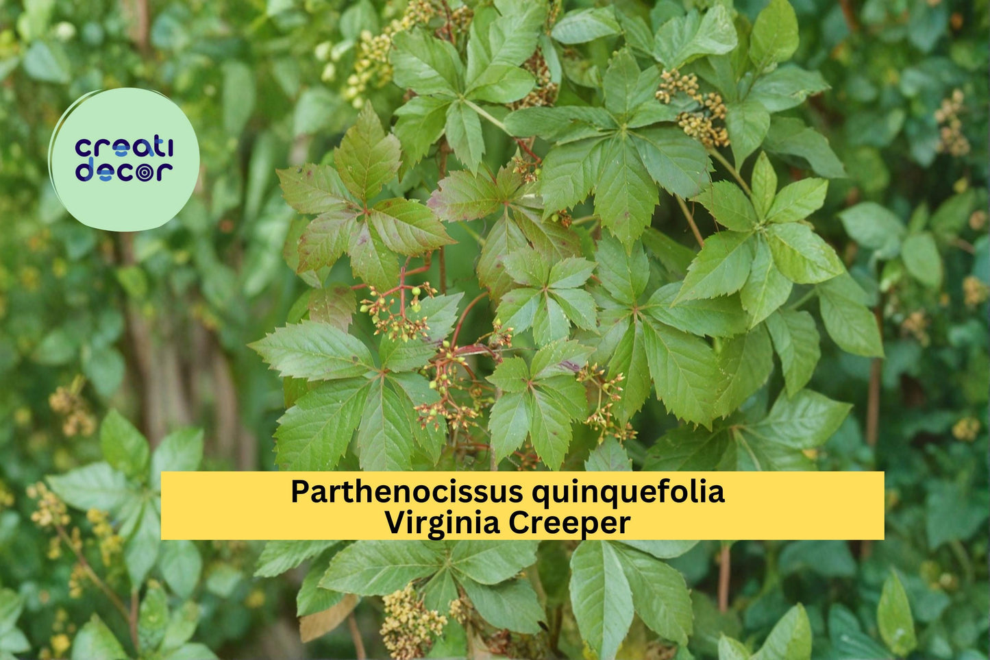 Virginia Creeper Seeds Parthenocissus quinquefolia 10 Count Hardy Climbing Vine Garden Plant Seeds